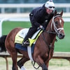 Kentucky Derby favorite Journalism at Churchill Downs, via Matt Stone:Courier Journal : USA TODAY NETWORK via Imagn Images