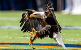 Photo by Matt Rudolph/AuburnSports