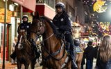 Police horse