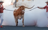 the-two-horns-of-the-longhorn-dilemma