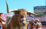 Bevo