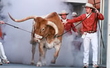 Bevo