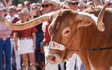 Bevo (Texas Longhorns)