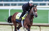 Kentucky Derby favorite Journalism at Churchill Downs, via Matt Stone:Courier Journal : USA TODAY NETWORK via Imagn Images