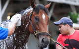 Kentucky Derby favorite Journalism gets a bath on the backside of Churchill Downs, via Matt Stone:Courier Journal : USA TODAY NETWORK via Imagn Images