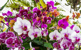 The Elder Greenhouse at the Indianapolis Museum of Art, Newfields features a wide variety of orchids on Mother‚Äôs Day weekend at the Indianapolis Museum of Art, Newfields on Friday, May 9, 2025, in Indianapolis. Guests visit the gardens for Mothers Day weekend at the Indianapolis Museum of Art on Friday, May 9, 2025, in Indianapolis (© Michelle Pemberton/IndyStar / USA TODAY NETWORK via Imagn Images)