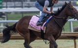 Kentucky Oaks contender SImply Joking, via Pat McDonogh : USA TODAY NETWORK via Imagn Images