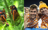 tennessee-fans-more-annoying-than-cicadas-online-poll-kentucky