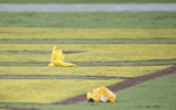 Penalties