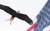 war eagle 1200 usat 9-4-25