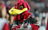 South Carolina mascot Cocky during the SC State game on Sept. 6, 2025 (C.J. Driggers | GamecockCentral.com)
