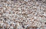 Penn-State-crowds-boos-offense-after-multiple-punts-only-three-points-scored