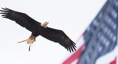 war eagle 1200 usat 9-4-25