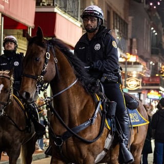 Police horse