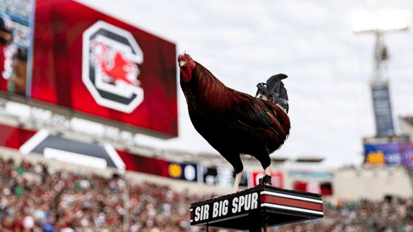 South Carolina Gamecocks mascot Sir Big Spur looks on before the game against the Notre Dame Fighting Irish in the 2022 Gator Bowl at TIAA Bank Field. Mandatory Credit: Matt Pendleton-Imagn Images