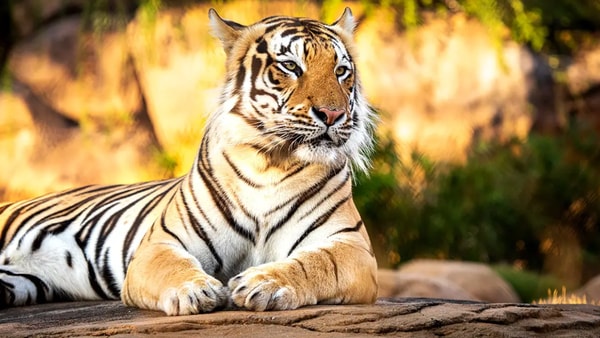 The seventh Mike the Tiger at his enclosure on LSU's campus, via LSU