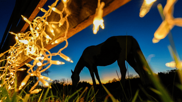 Christmas in Kentucky, thoroughbred horse