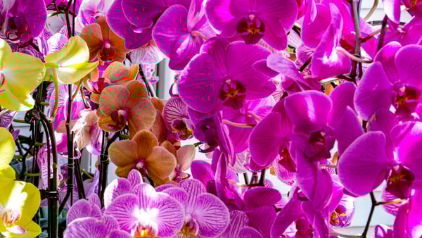 Flowers ahead of Mother's Day, via Michelle Pemberton:IndyStar : USA TODAY NETWORK via Imagn Images