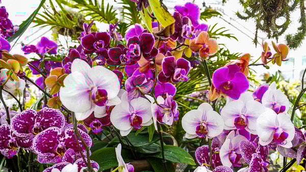 The Elder Greenhouse at the Indianapolis Museum of Art, Newfields features a wide variety of orchids on Mother‚Äôs Day weekend at the Indianapolis Museum of Art, Newfields on Friday, May 9, 2025, in Indianapolis. Guests visit the gardens for Mothers Day weekend at the Indianapolis Museum of Art on Friday, May 9, 2025, in Indianapolis (© Michelle Pemberton/IndyStar / USA TODAY NETWORK via Imagn Images)