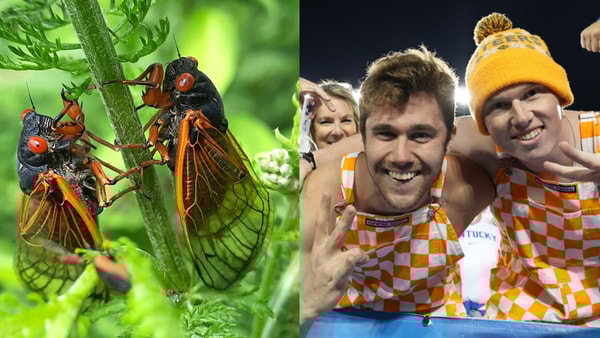 tennessee-fans-more-annoying-than-cicadas-online-poll-kentucky