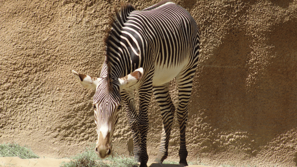 This is not the Zebra that was loose in Tennessee, but it looks pretty cool to me, via Lucia Viti:The Record : USA TODAY NETWORK via Imagn Images