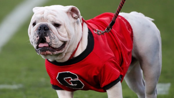 uga-georgia-mascot