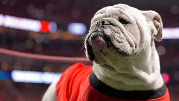 Georgia mascot Uga XI on the field during the second half of the SEC championship game against Texas in Atlanta, on Saturday, Dec. 7, 2024. (© Joshua L. Jones / USA TODAY NETWORK via Imagn Images)