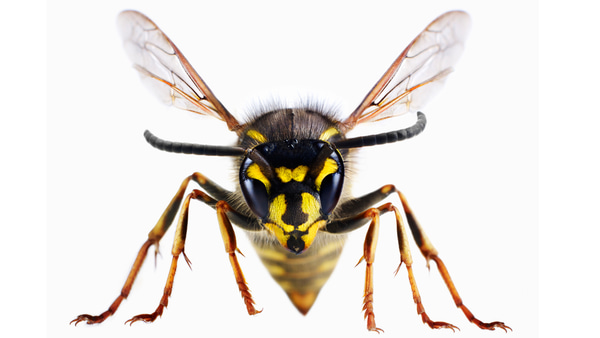 poll-wasp-vs-waspers