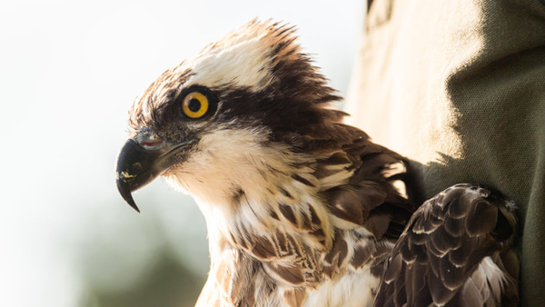 cats-a-24-point-favorite-over-the-ospreys