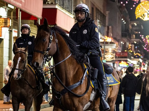 Police horse