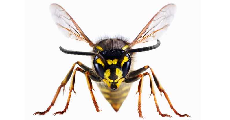 poll-wasp-vs-waspers