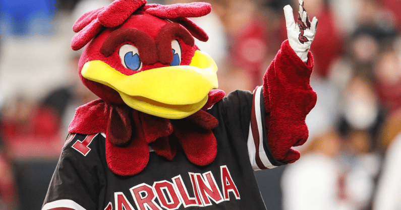 Gamecock Mascot