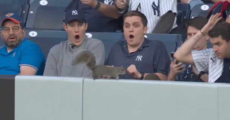 Squirrel wreaks havoc in outfield during Yankees-Orioles game