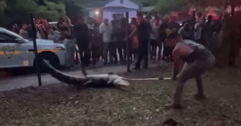 ufc-fighter-mike-dragich-wrestles-10-foot-alligator-outside-florida-elementary-school
