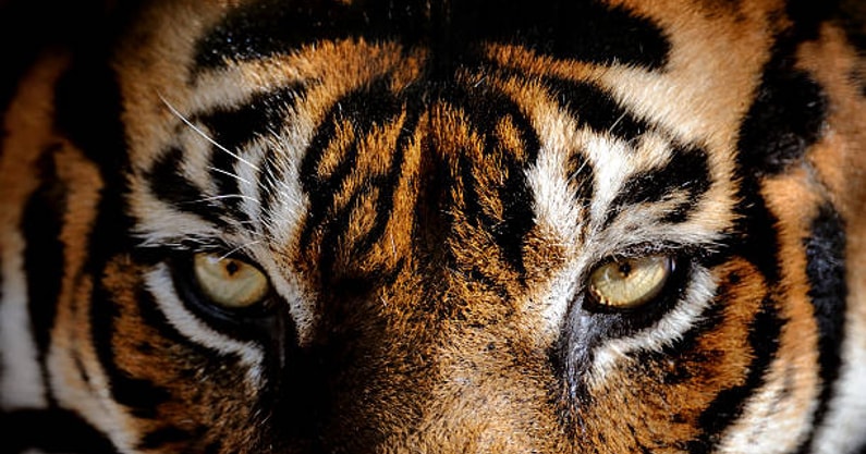 close-up of a tiger