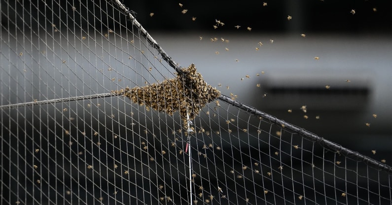 Arizona Diamondbacks bee colony