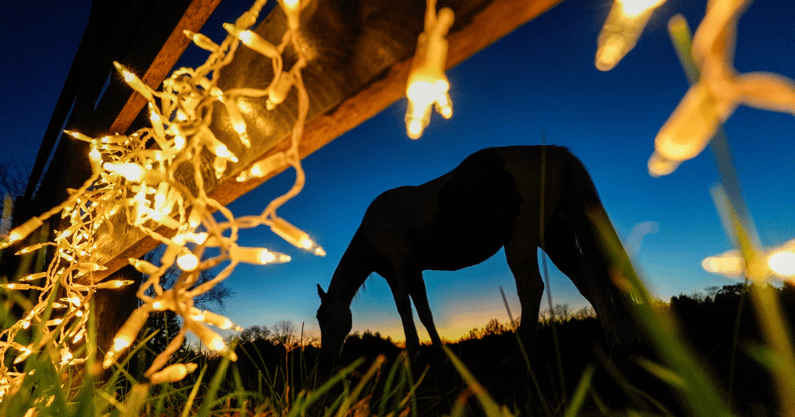 Christmas in Kentucky, thoroughbred horse