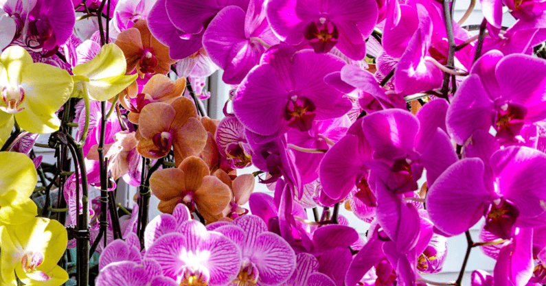 Flowers ahead of Mother's Day, via Michelle Pemberton:IndyStar : USA TODAY NETWORK via Imagn Images