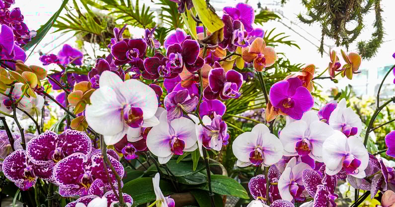 The Elder Greenhouse at the Indianapolis Museum of Art, Newfields features a wide variety of orchids on Mother‚Äôs Day weekend at the Indianapolis Museum of Art, Newfields on Friday, May 9, 2025, in Indianapolis. Guests visit the gardens for Mothers Day weekend at the Indianapolis Museum of Art on Friday, May 9, 2025, in Indianapolis (© Michelle Pemberton/IndyStar / USA TODAY NETWORK via Imagn Images)