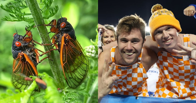tennessee-fans-more-annoying-than-cicadas-online-poll-kentucky