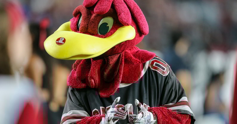 South Carolina mascot Cocky during the SC State game on Sept. 6, 2025 (C.J. Driggers | GamecockCentral.com)