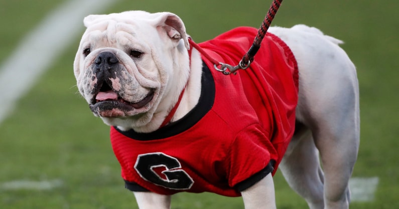 uga-georgia-mascot