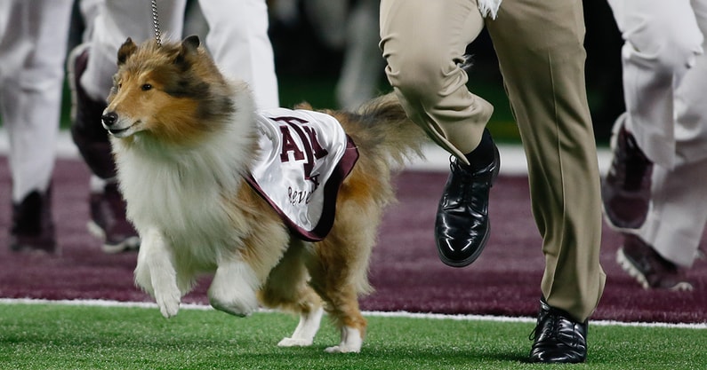 Texas A&M mascot Reveille IX dies