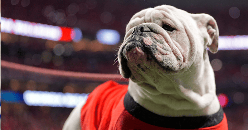 Georgia mascot Uga XI on the field during the second half of the SEC championship game against Texas in Atlanta, on Saturday, Dec. 7, 2024. (© Joshua L. Jones / USA TODAY NETWORK via Imagn Images)