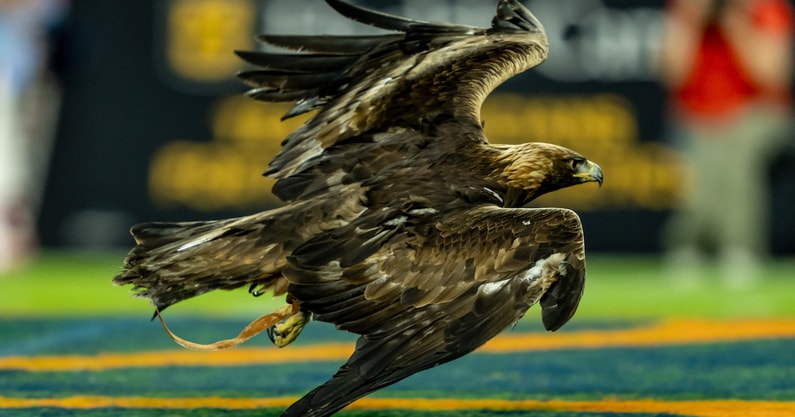 bird 1200 mr 10-31-25