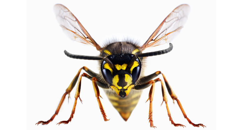 poll-wasp-vs-waspers