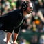 Intel: Oregon already has blue-chippers in Eugene for the Nebraska game