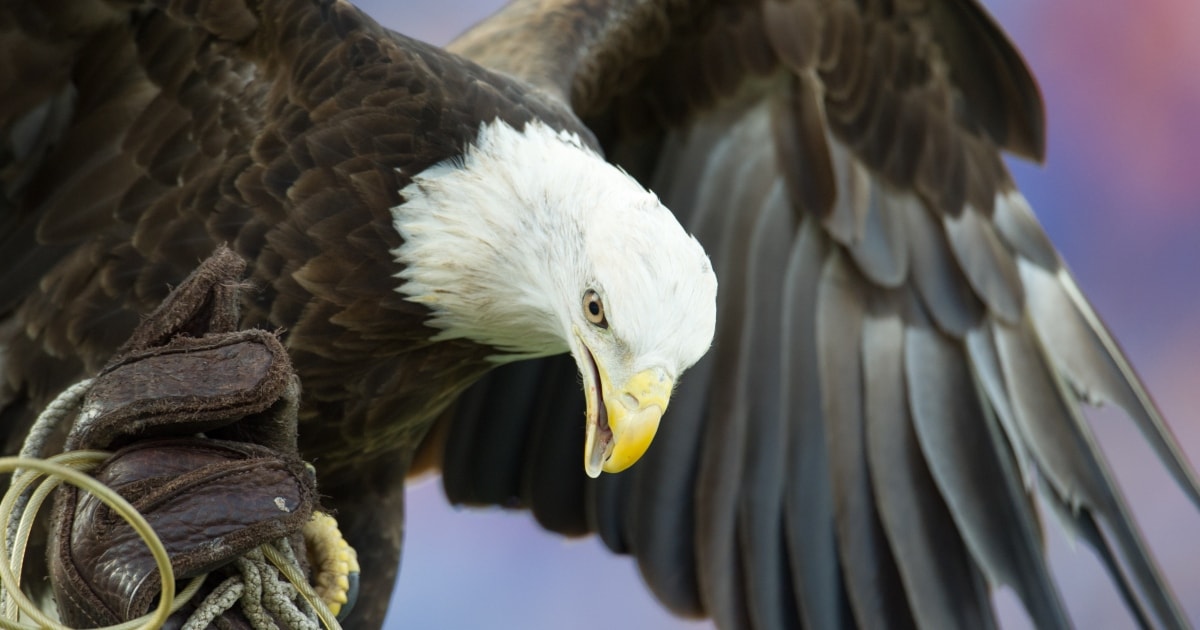bald-eagle-makes-appearance-ahead-of-pga-tour-event-charles-schwab-challenge