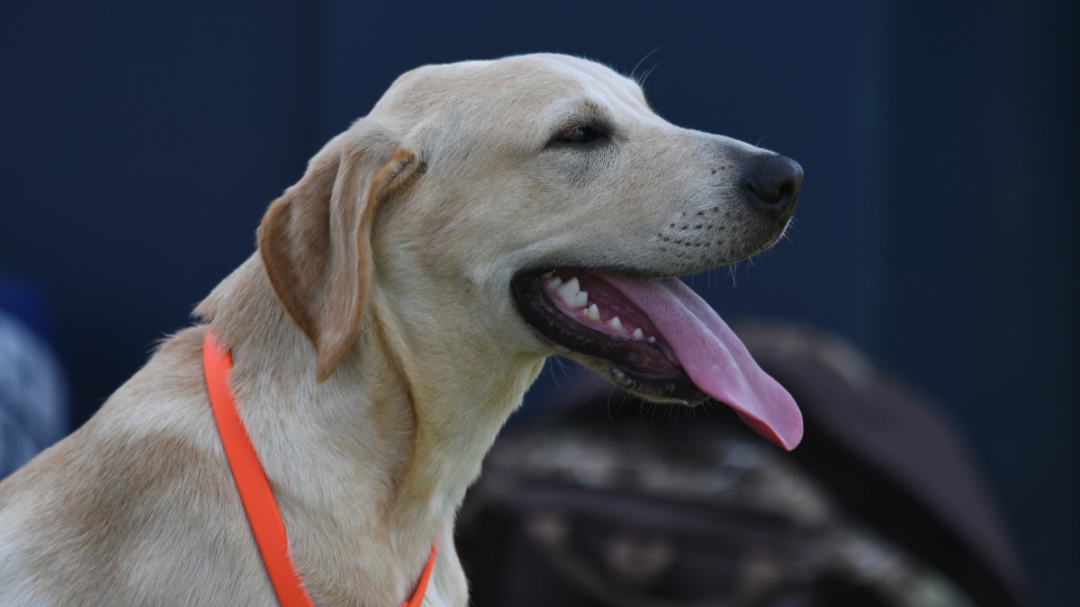 ‘His ego’s out of control’ Juice Kiffin and other Reb Talk takeaways