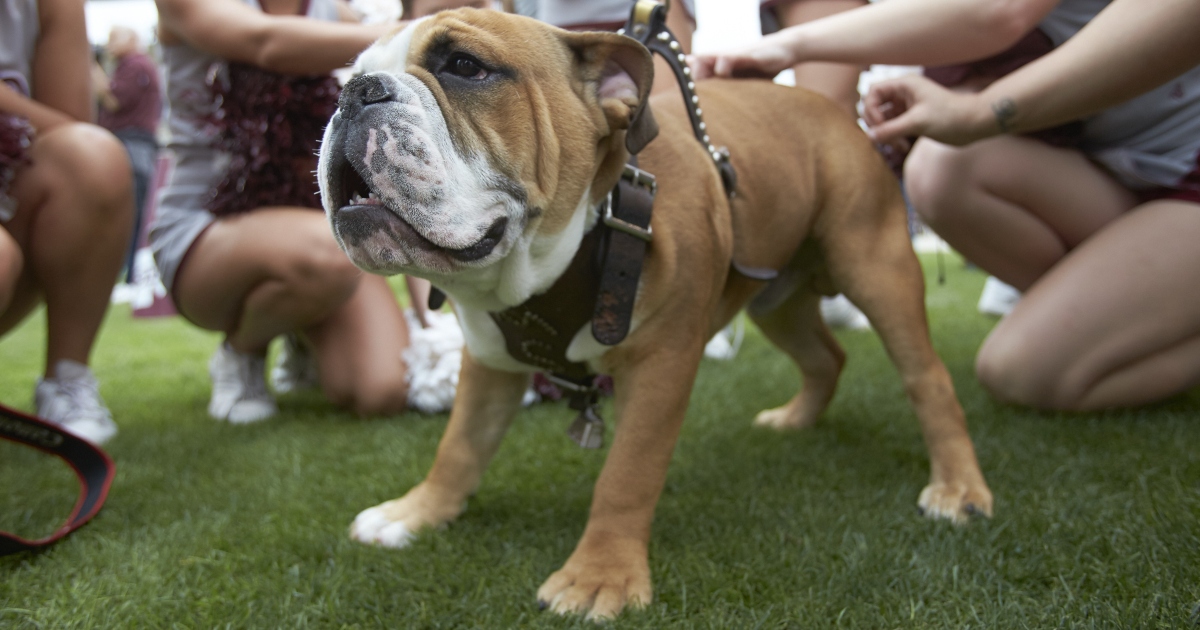 Dak Prescott Mississippi State Bulldogs Unsigned Maroon Jersey Looking to  Pass vs. Oklahoma State Photograph